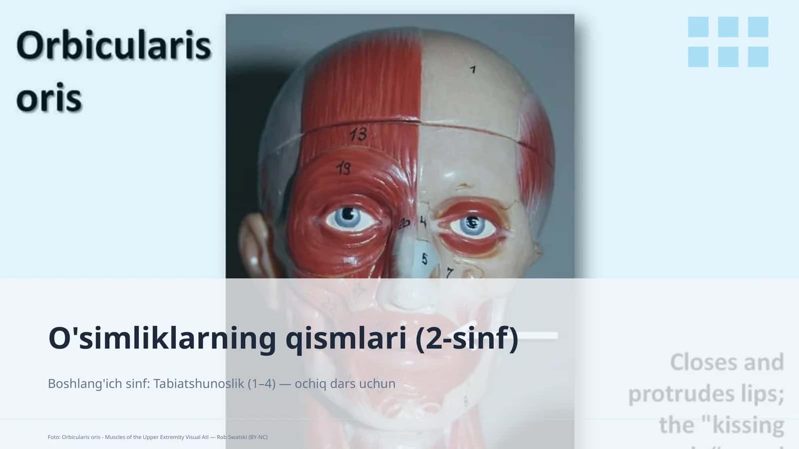 O'simliklarning qismlari (2-sinf) 1