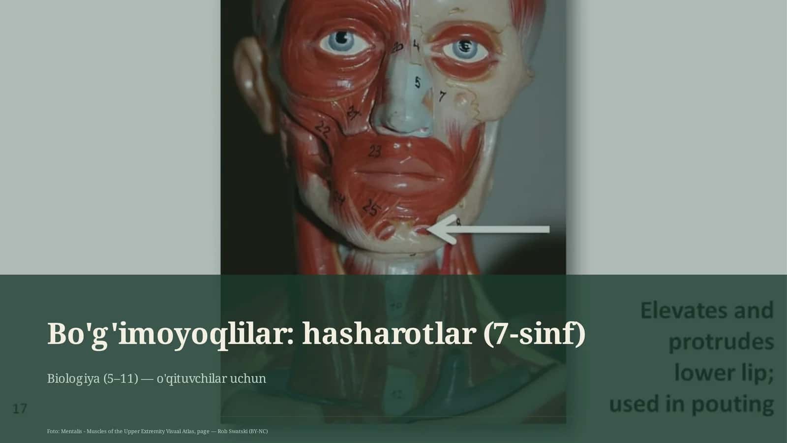 Bo'g'imoyoqlilar: Hasharotlar (7-sinf) 1