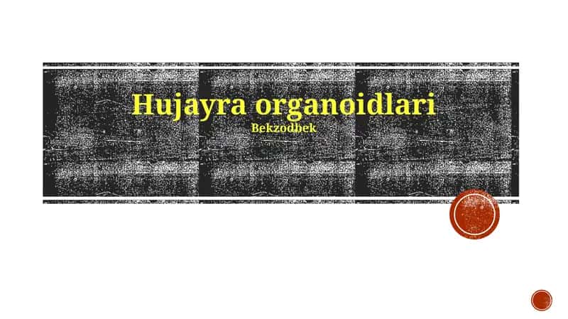 Hujayra organoidlari 1