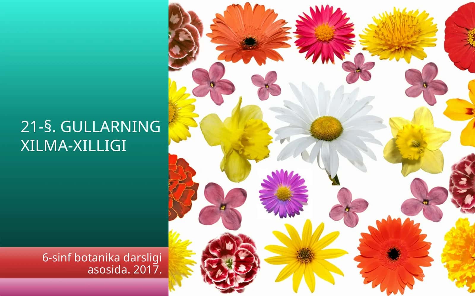 GULLARNING XILMA-XILLIGI 1