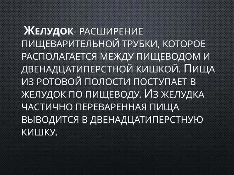 Желудок 1
