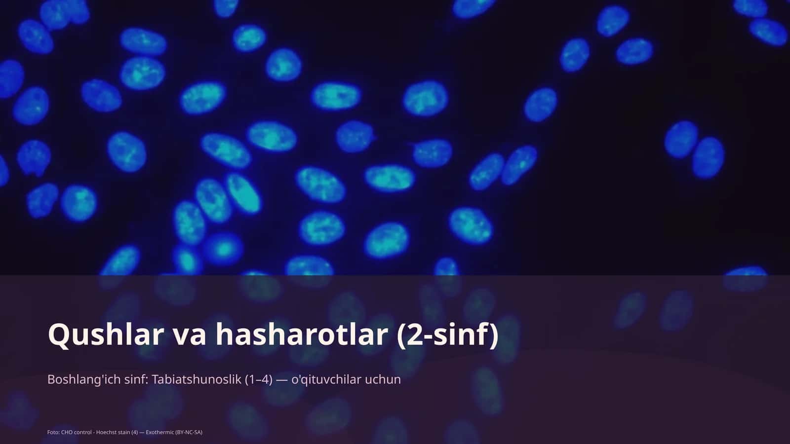 Qushlar va hasharotlar (2-sinf) 1