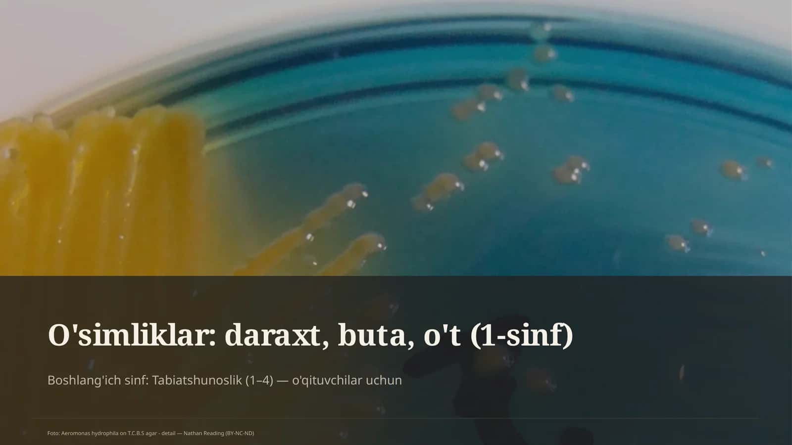 O'simliklar: daraxt, buta, o't (1-sinf) 1