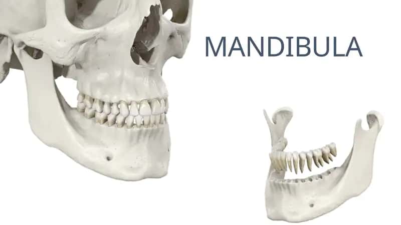 Mandibula Pastki Jag' suyagi 1