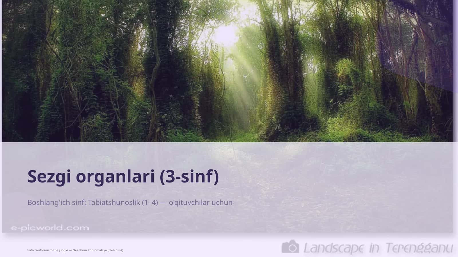 Sezgi organlari (3-sinf) 1