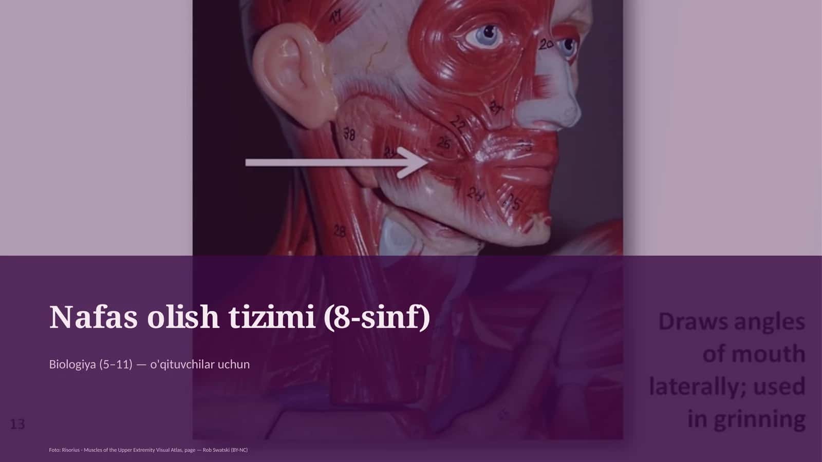 Nafas olish tizimi (8-sinf) 1