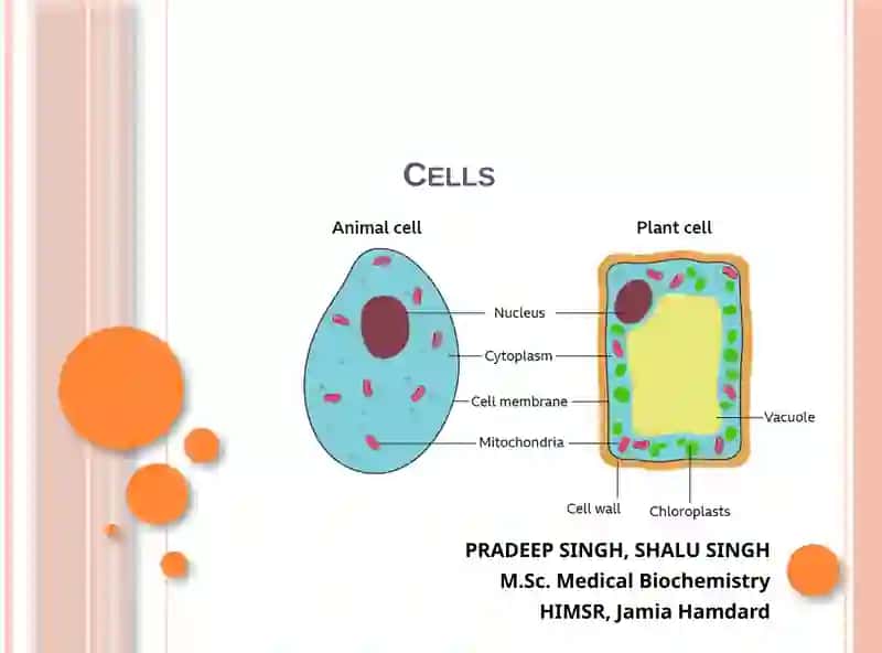 Cells