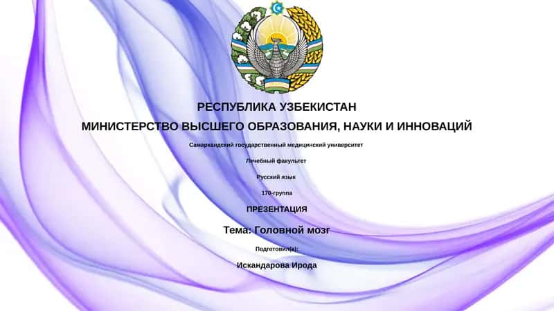 Головной мозг 1