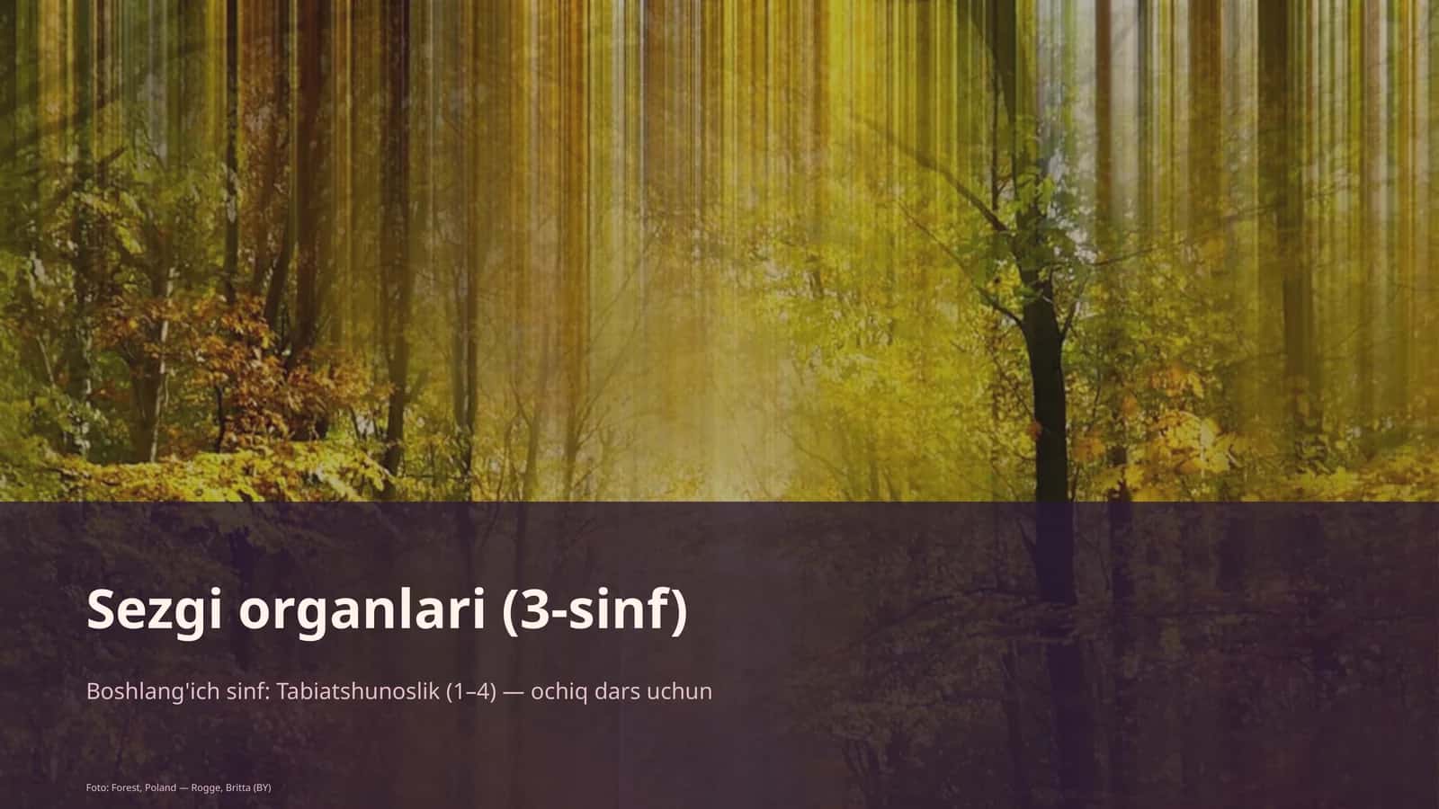 Sezgi organlari (3-sinf) 1