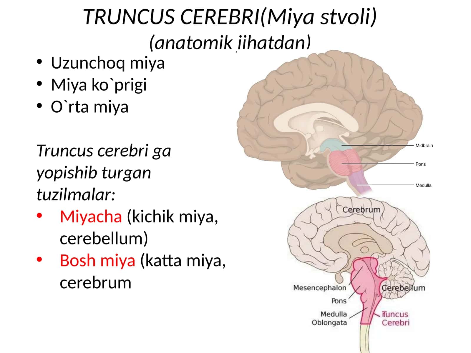 TRUNCUS CEREBRI(Miyastvoli)(anatomikjihatdan) 1