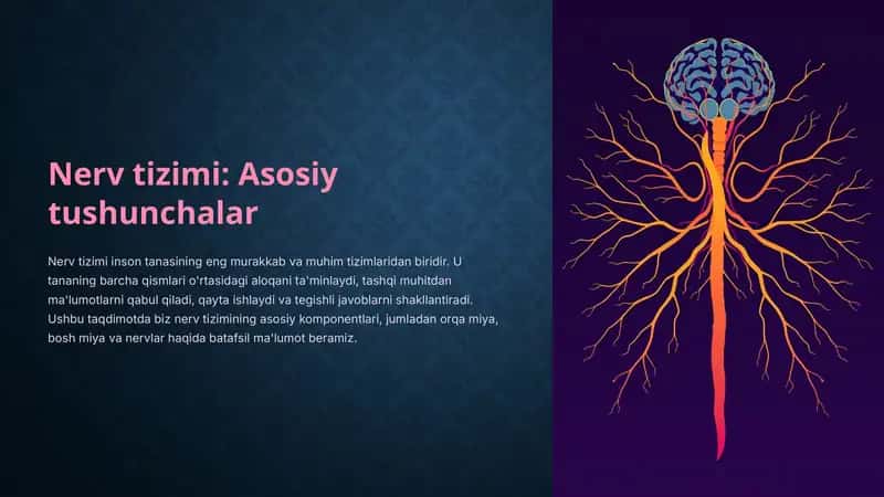 Nerv-tizimi-Asosiy-tushunchalar 1