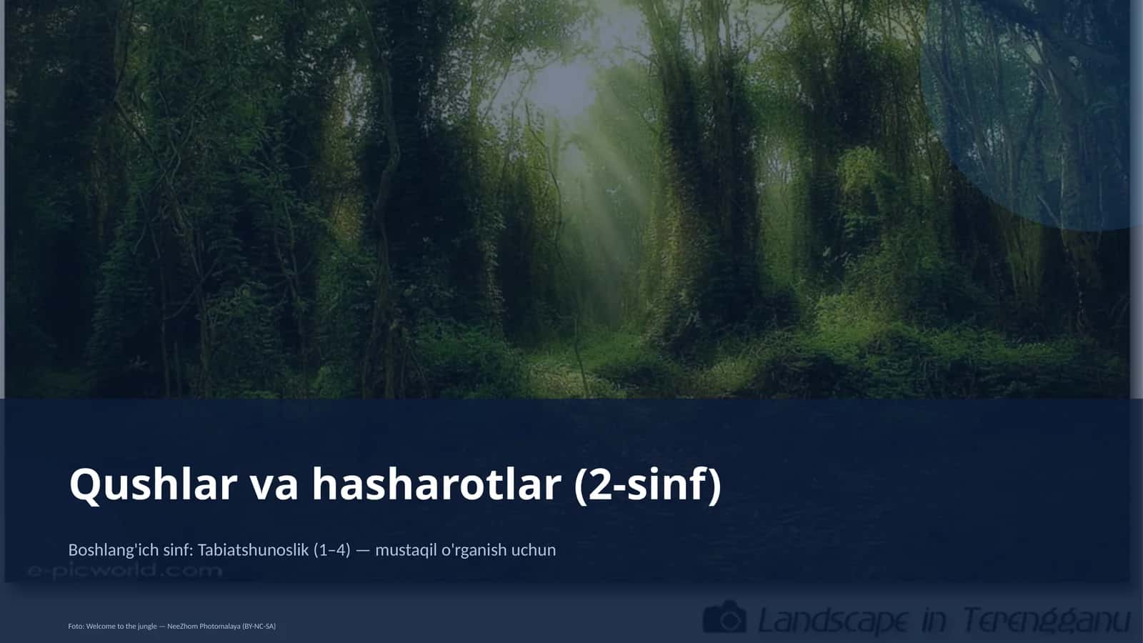 Qushlar va hasharotlar (2-sinf) 1