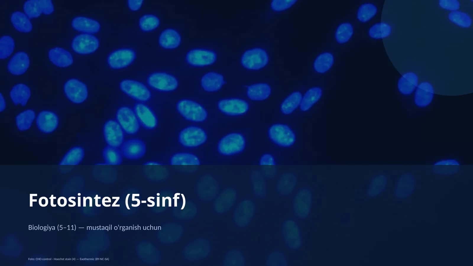 Fotosintez (5-sinf) 1