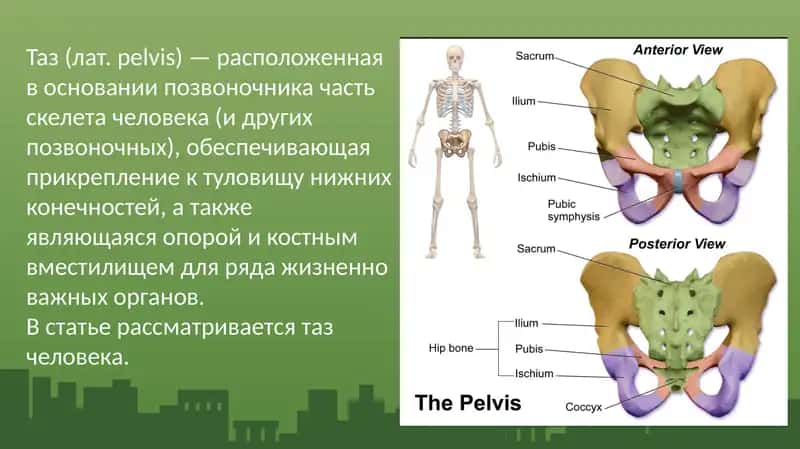 Таз (лат. pelvis) 1
