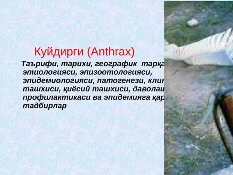 Куйдирги(Anthrax) 1