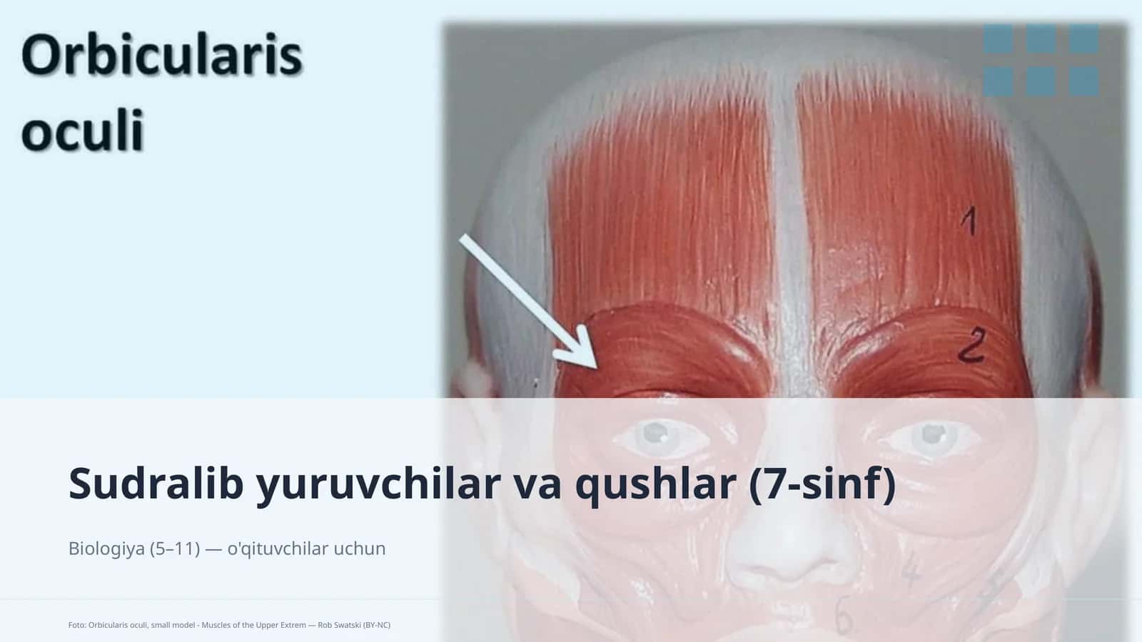 Sudralib yuruvchilar va qushlar (7-sinf) 1