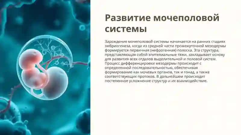 эмбриогенез мочеполовых органов