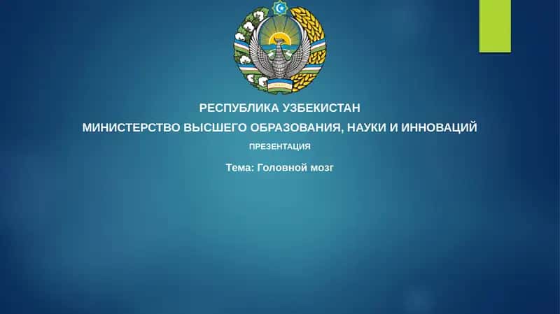 Головной мозг 1