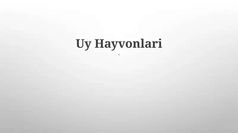 Uy Hayvonlari 1