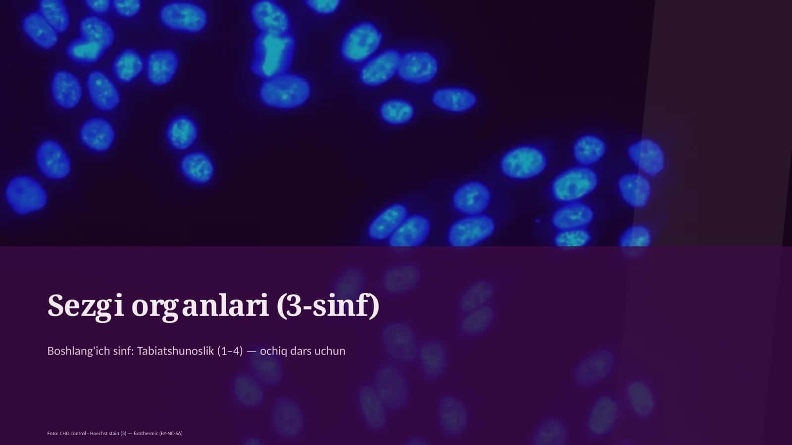 Sezgi organlari (3-sinf) 1