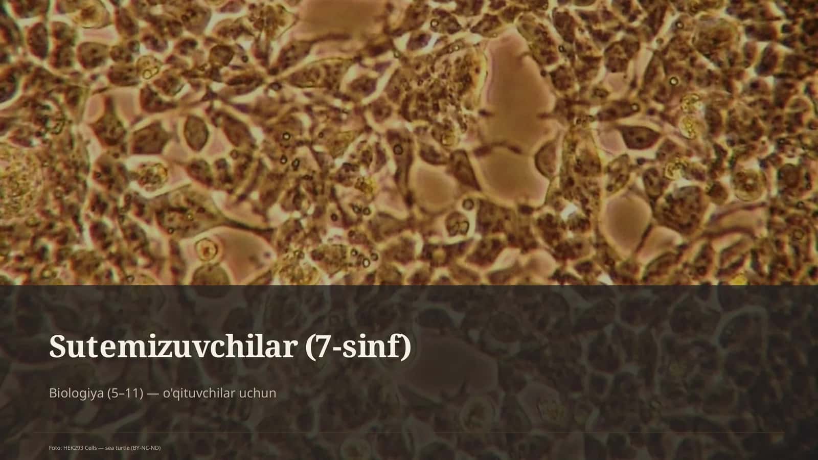 Sutemizuvchilar (7-sinf) 1