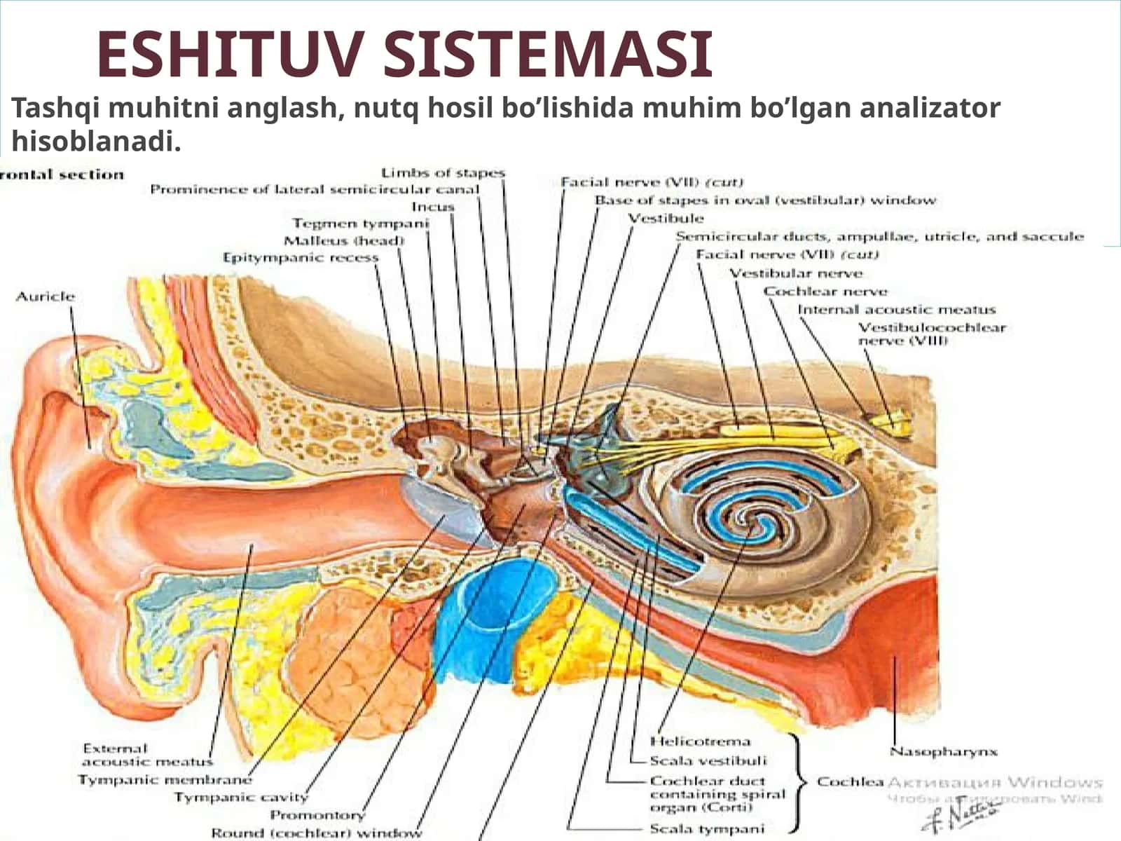 Quloqning tashqari eshituv organi 1