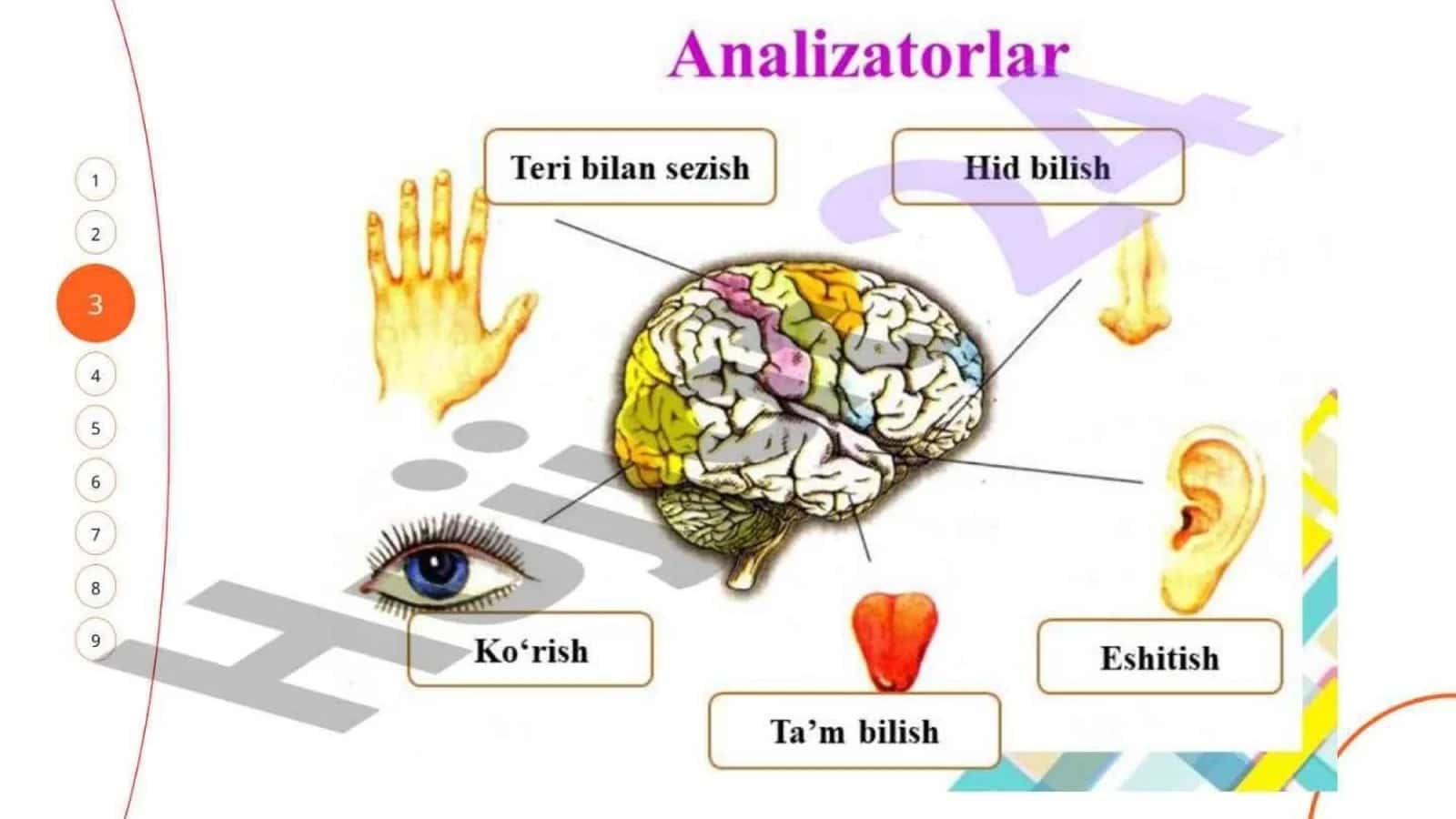 Analizatorlar 1