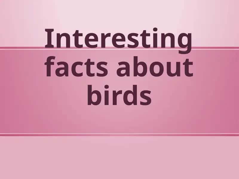 Interesting facts about birds 1