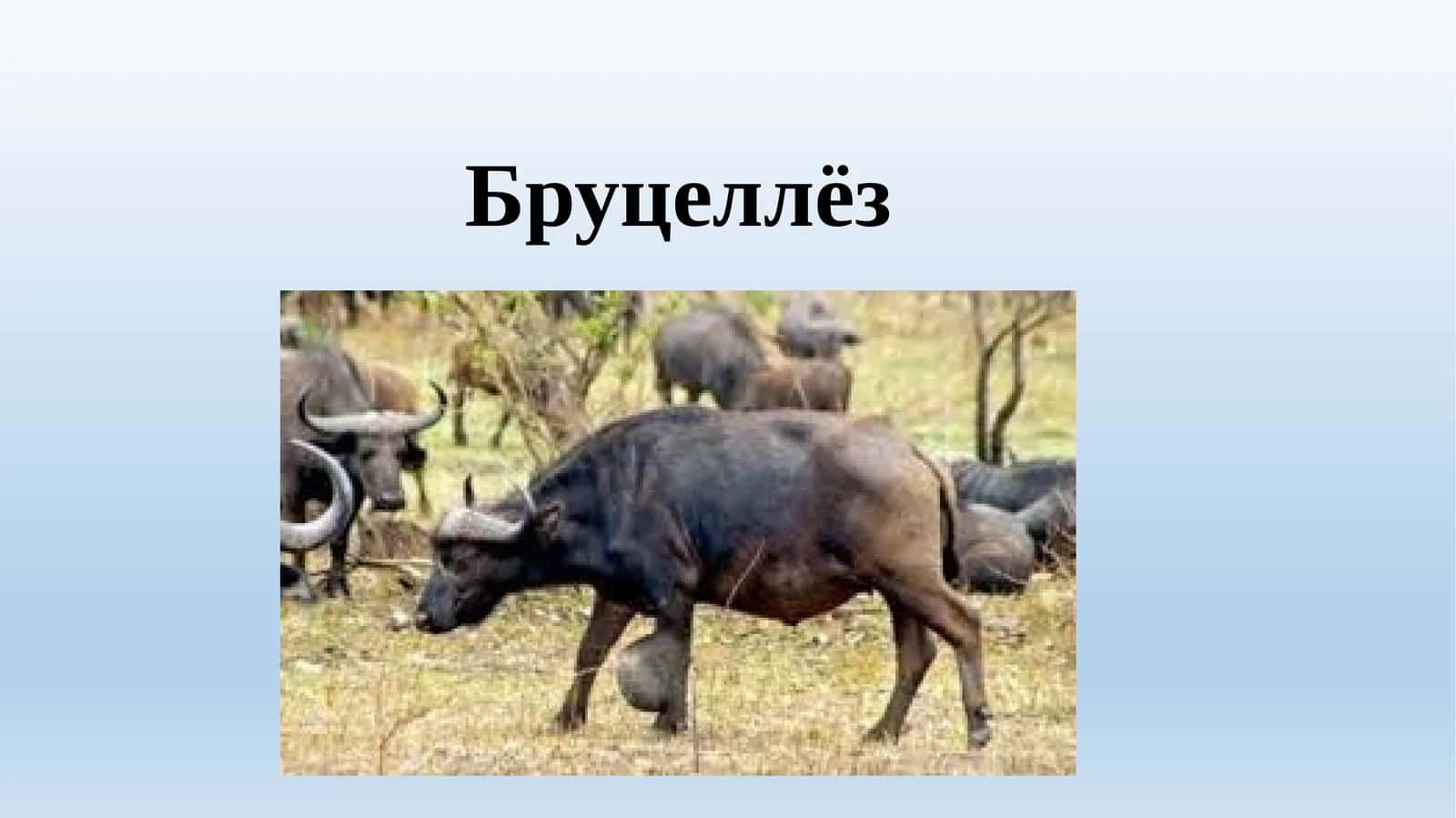 Бруцеллёз 1
