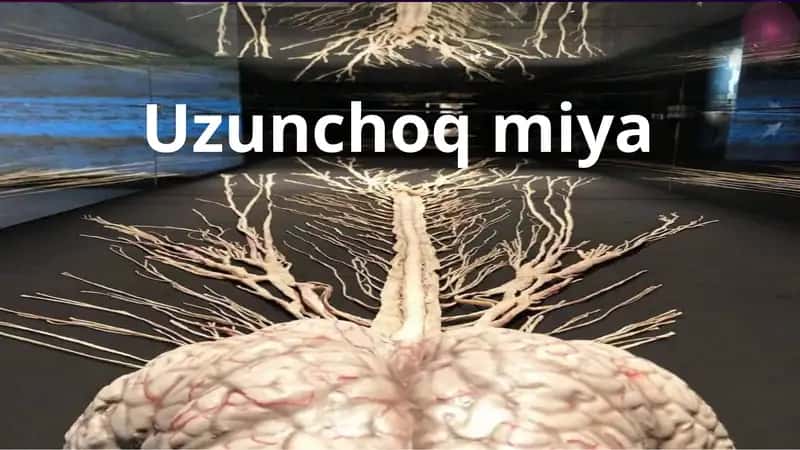 Uzunchoq miya. 1