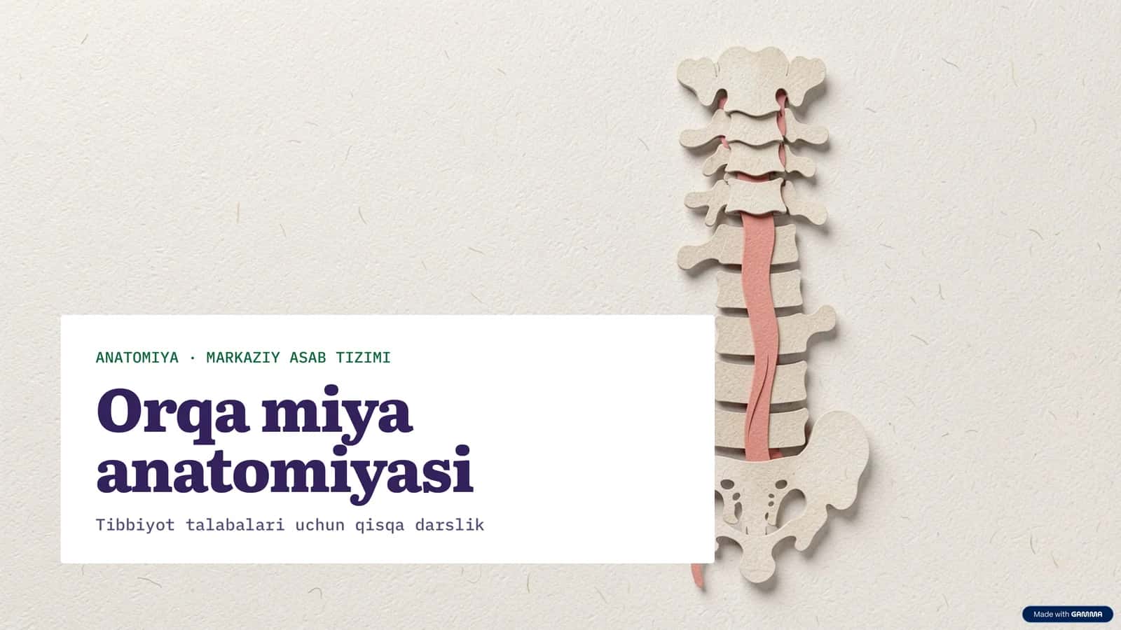 Orqa miya anatomiyasi 1