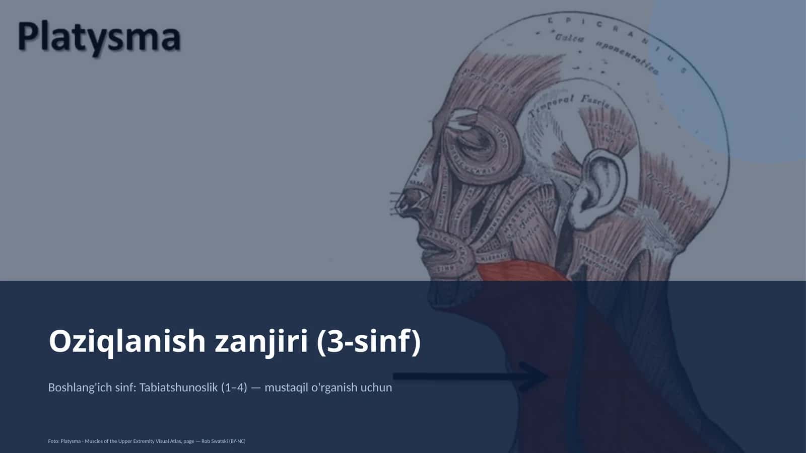 Oziqlanish zanjiri (3-sinf) 1