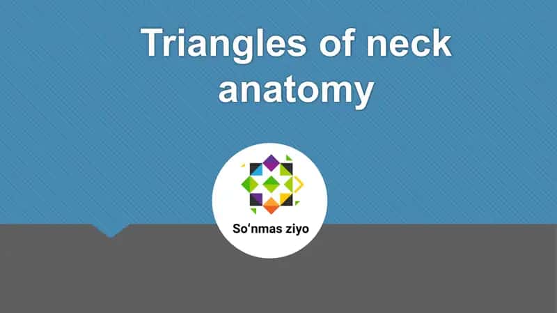Triangles of neck anatomy 1