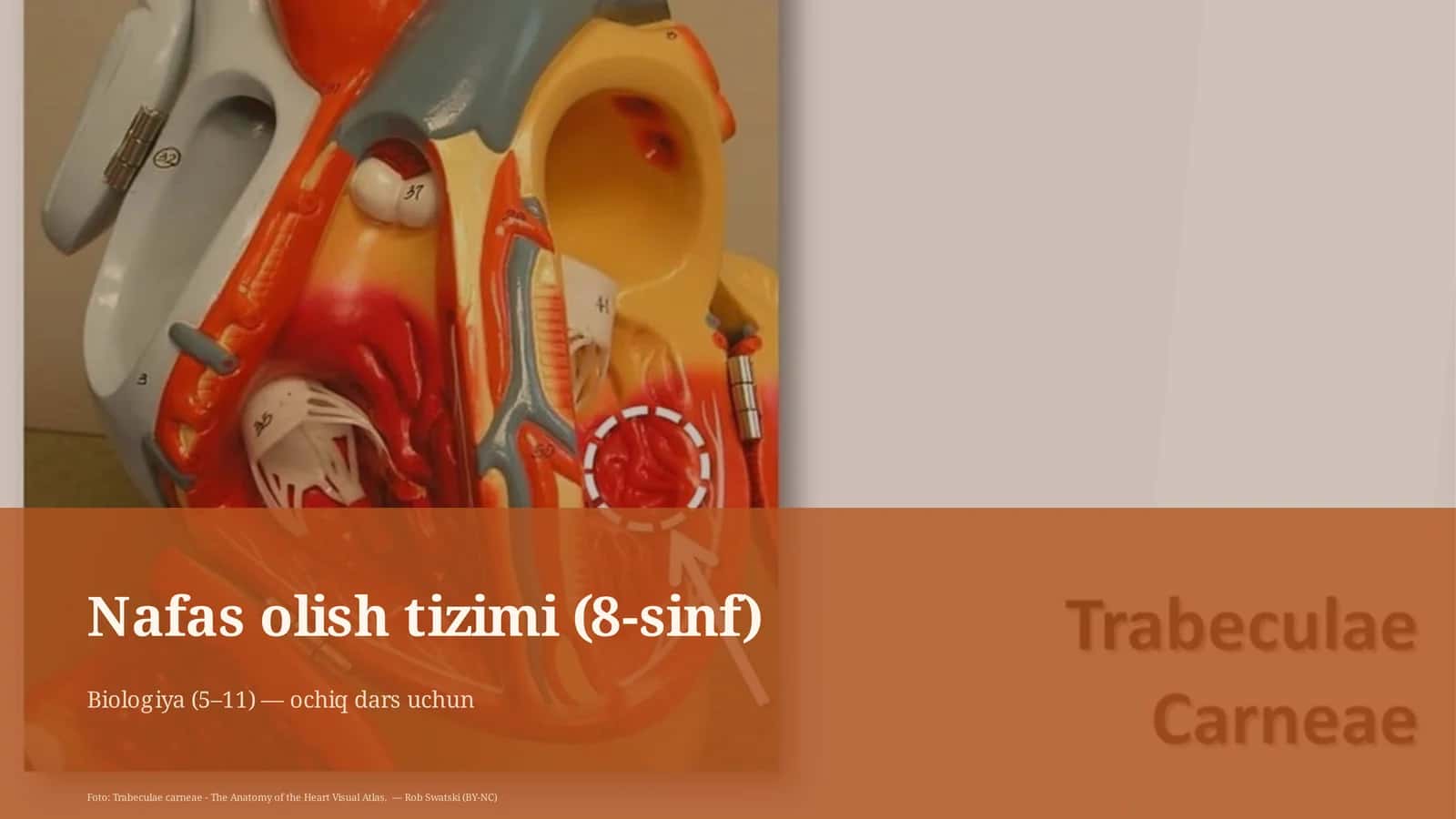 Nafas olish tizimi (8-sinf) 1