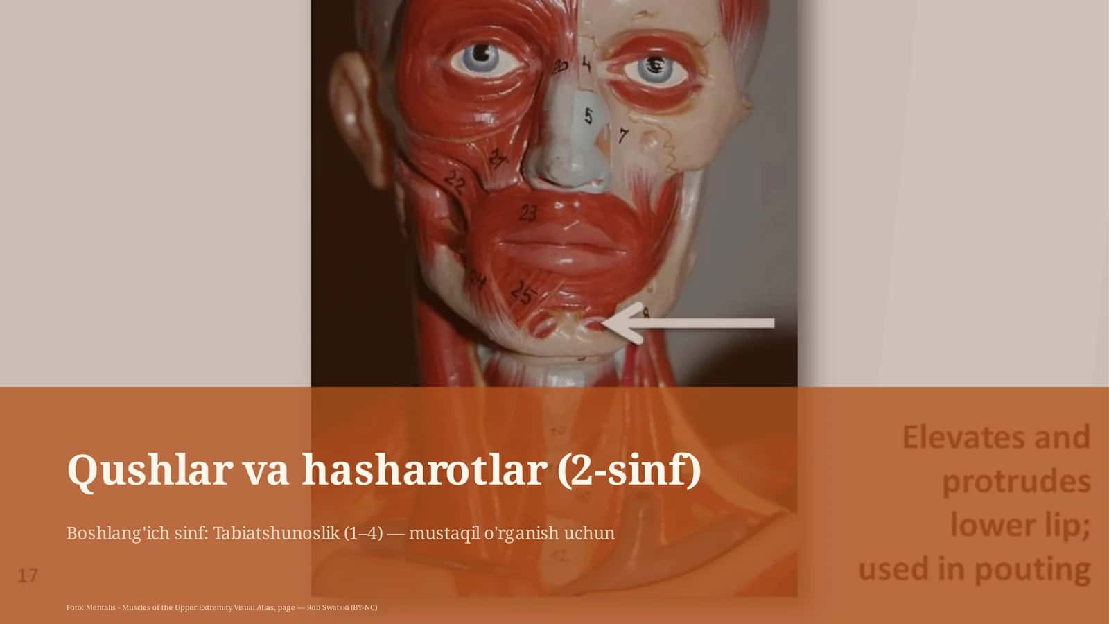 Qushlar va hasharotlar (2-sinf) 1