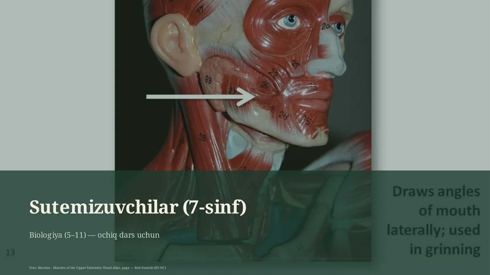 Sutemizuvchilar (7-sinf) 1