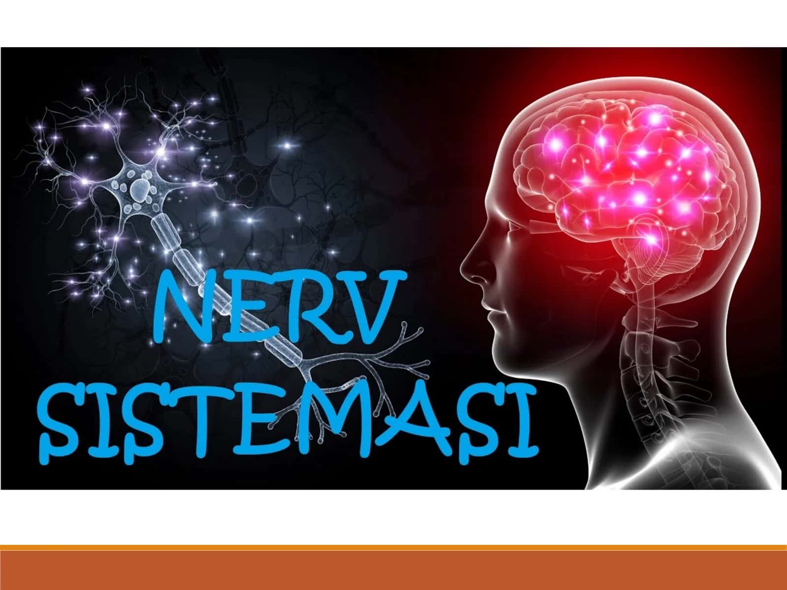 Nervsistemasi 1