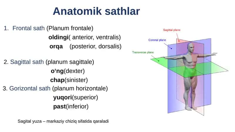 Anatomiksathlar 1