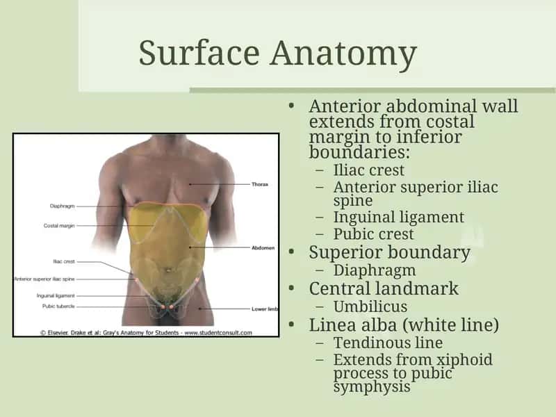 Surface Anatomy 1