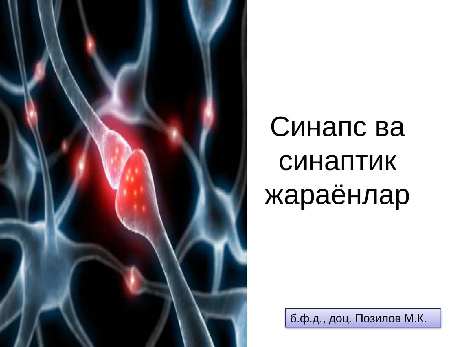 Синапс ва синаптик жараёнлар 1