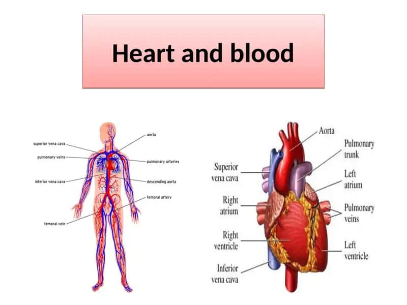 Cardiovascular System 1