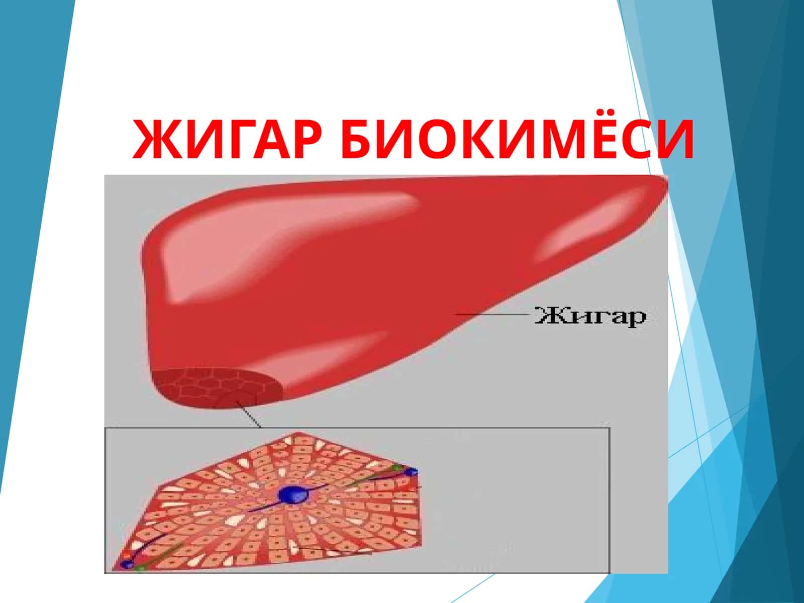 Jigar biokimyosi 1