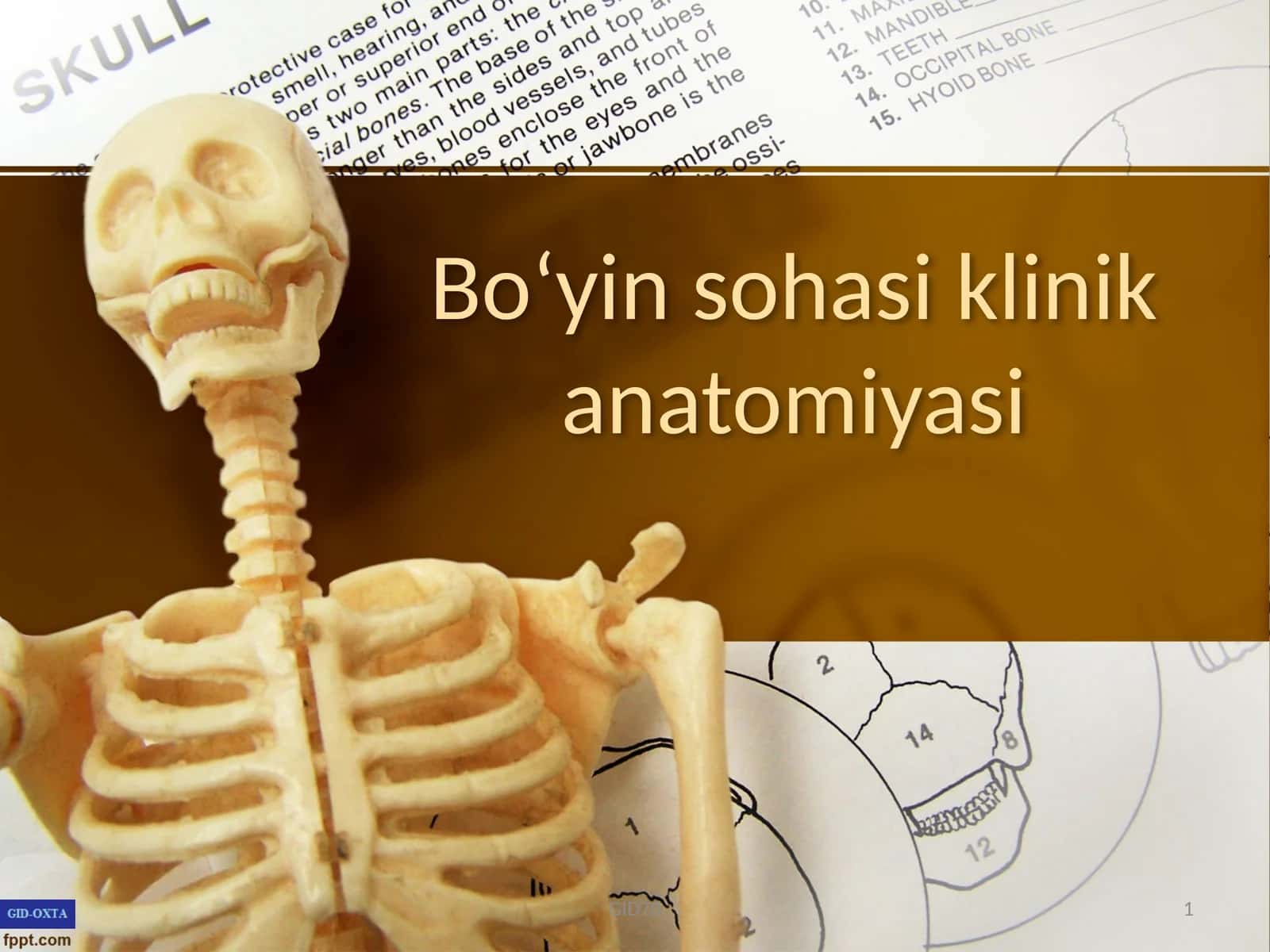 bo’yin sohasi klinik anatomiyasi 1