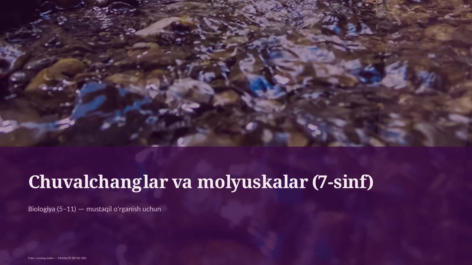 Chuvalchanglar va molyuskalar (7-sinf) 1