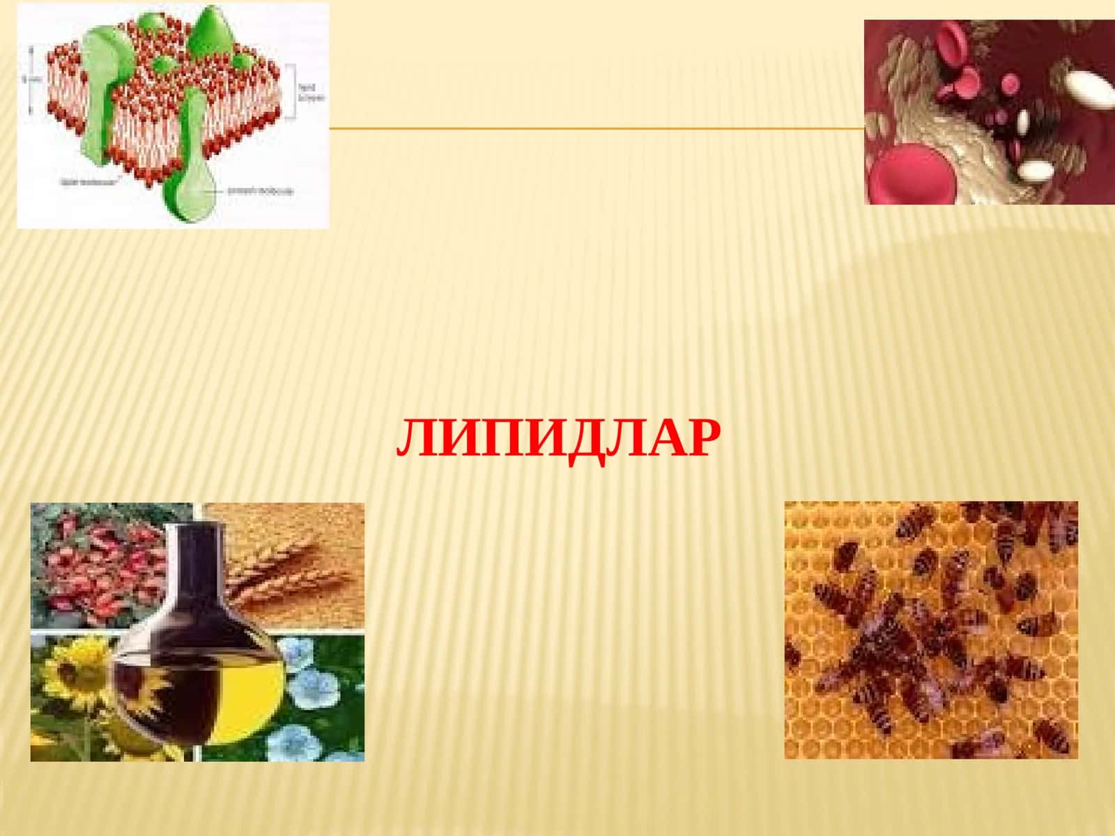 Липидлар 1