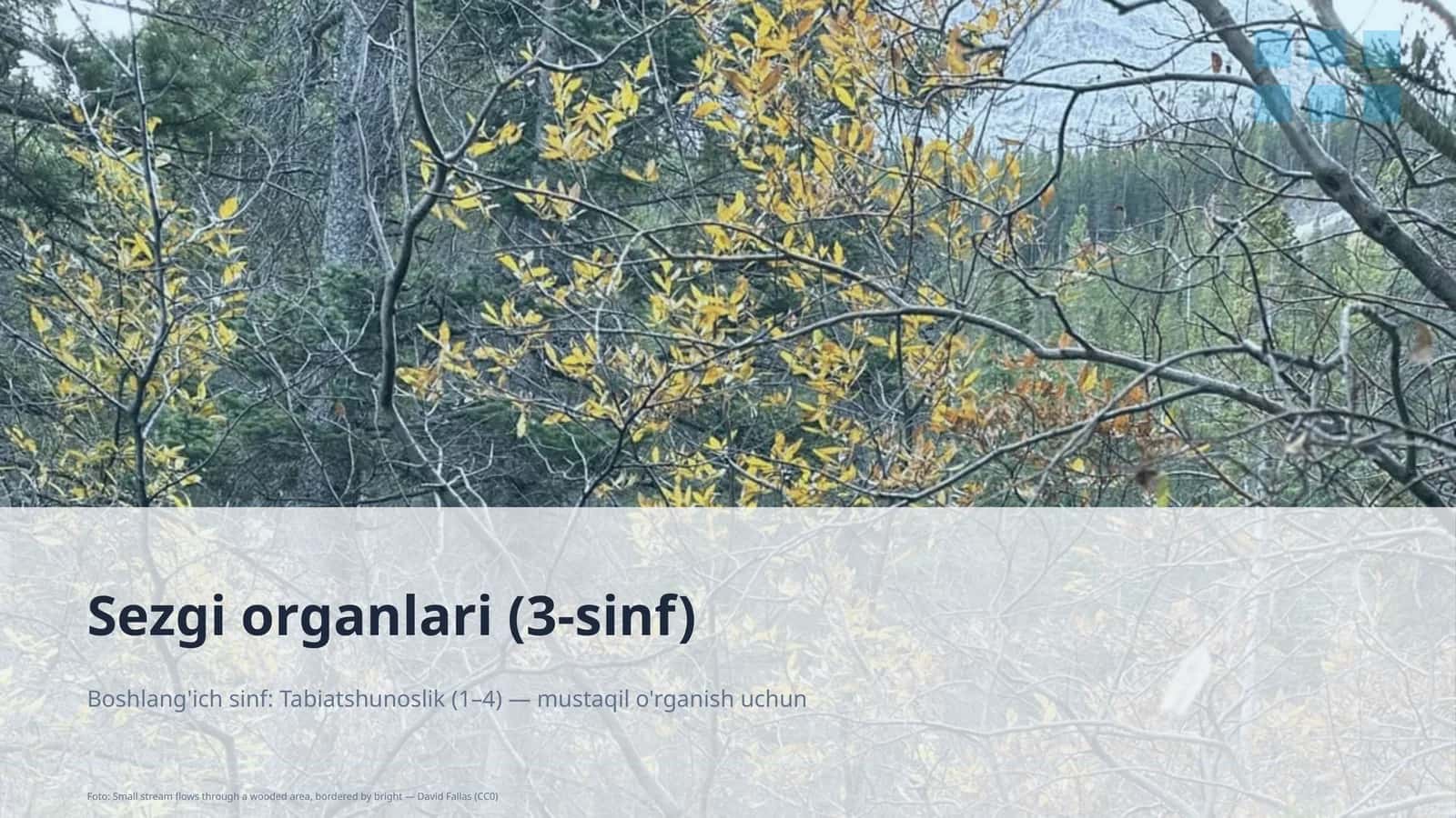 Sezgi organlari (3-sinf) 1