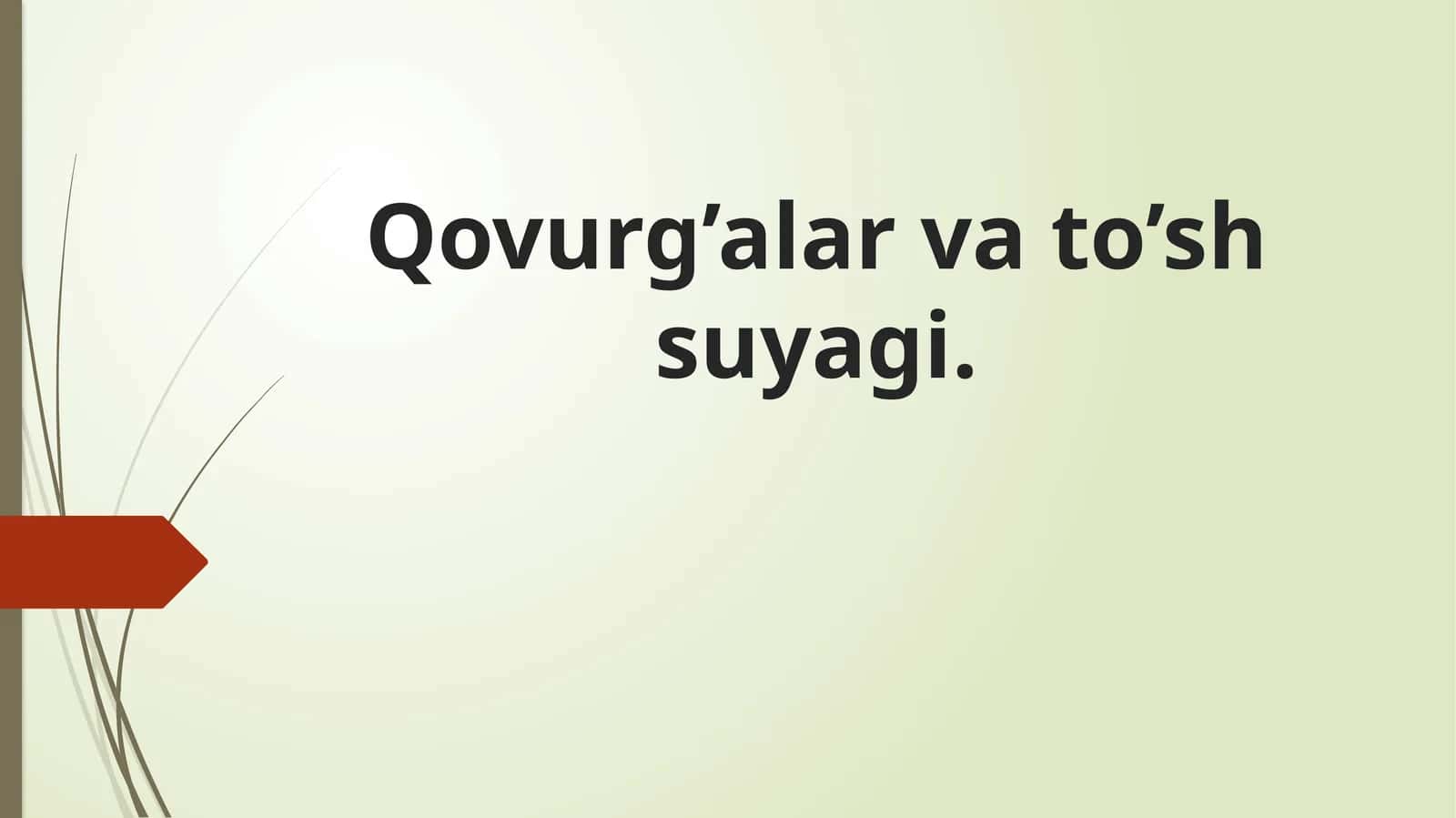 Qovurg’alar va to’sh suyagi 1