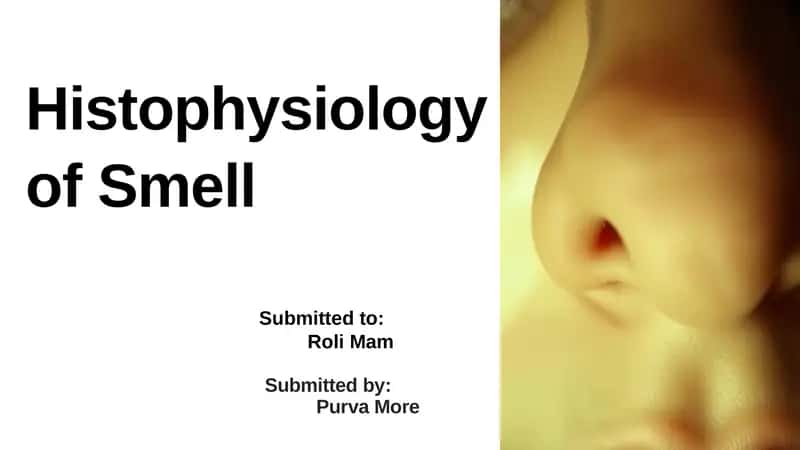 Histophysiology of Smell 1