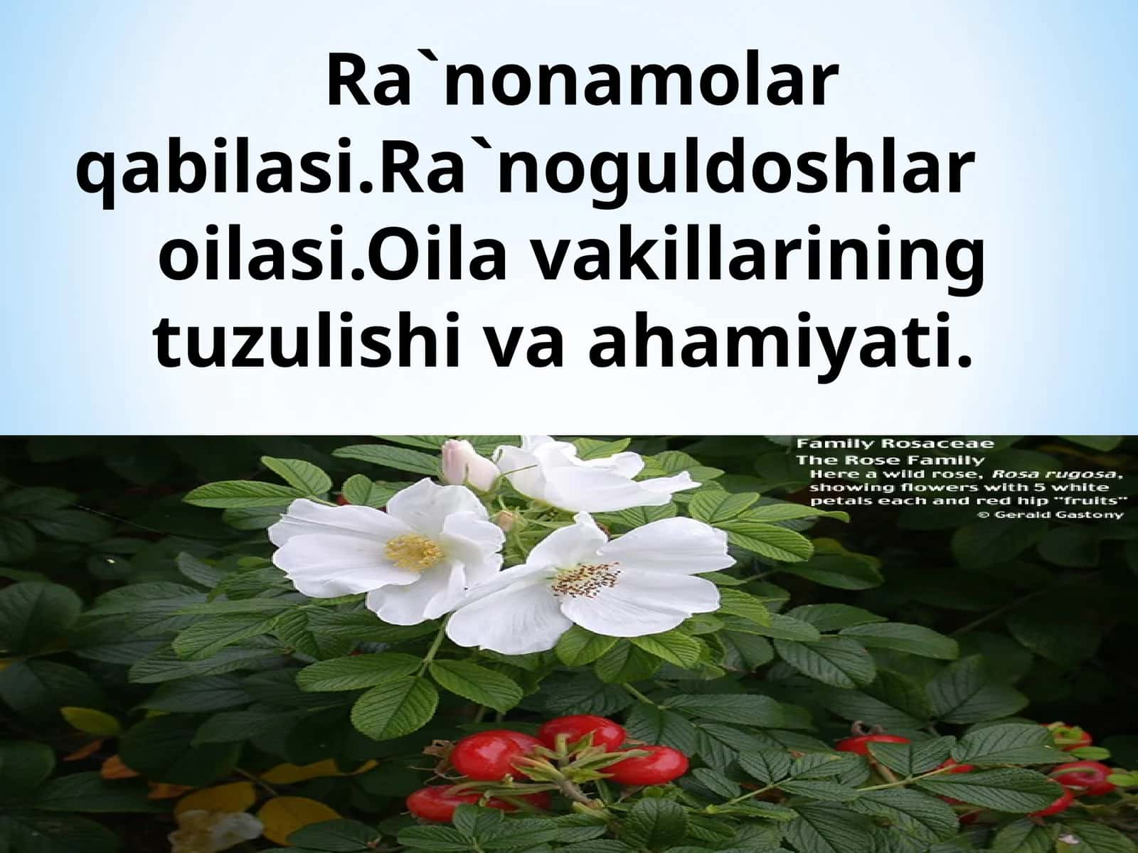 Ra`nonamolar qabilasi 1