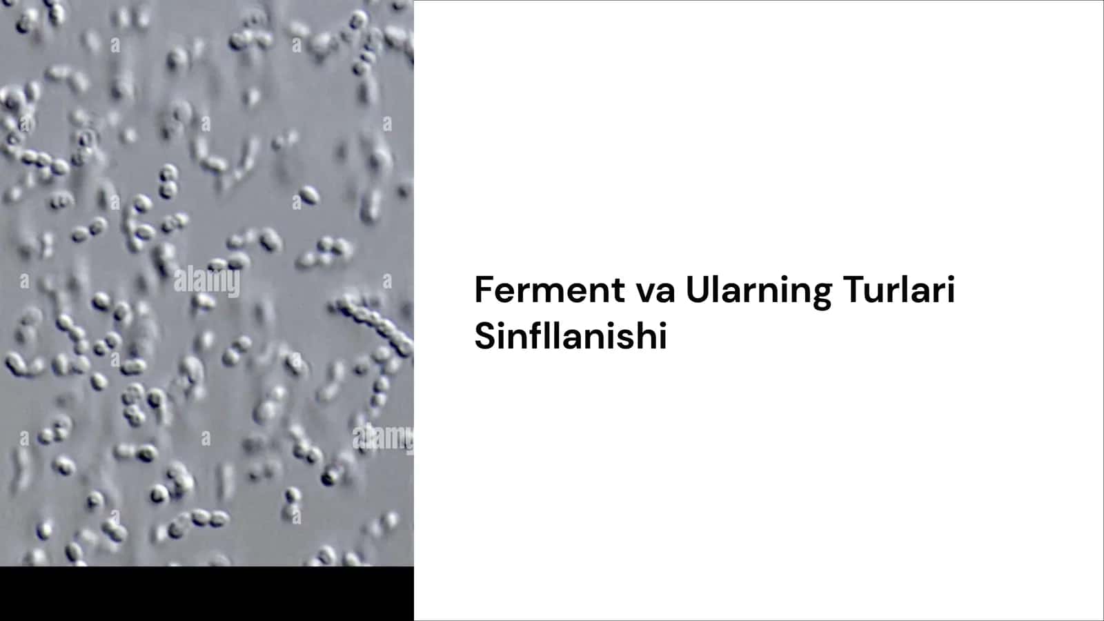 Ferment va Ularning Turlari Sinfllanishi 1